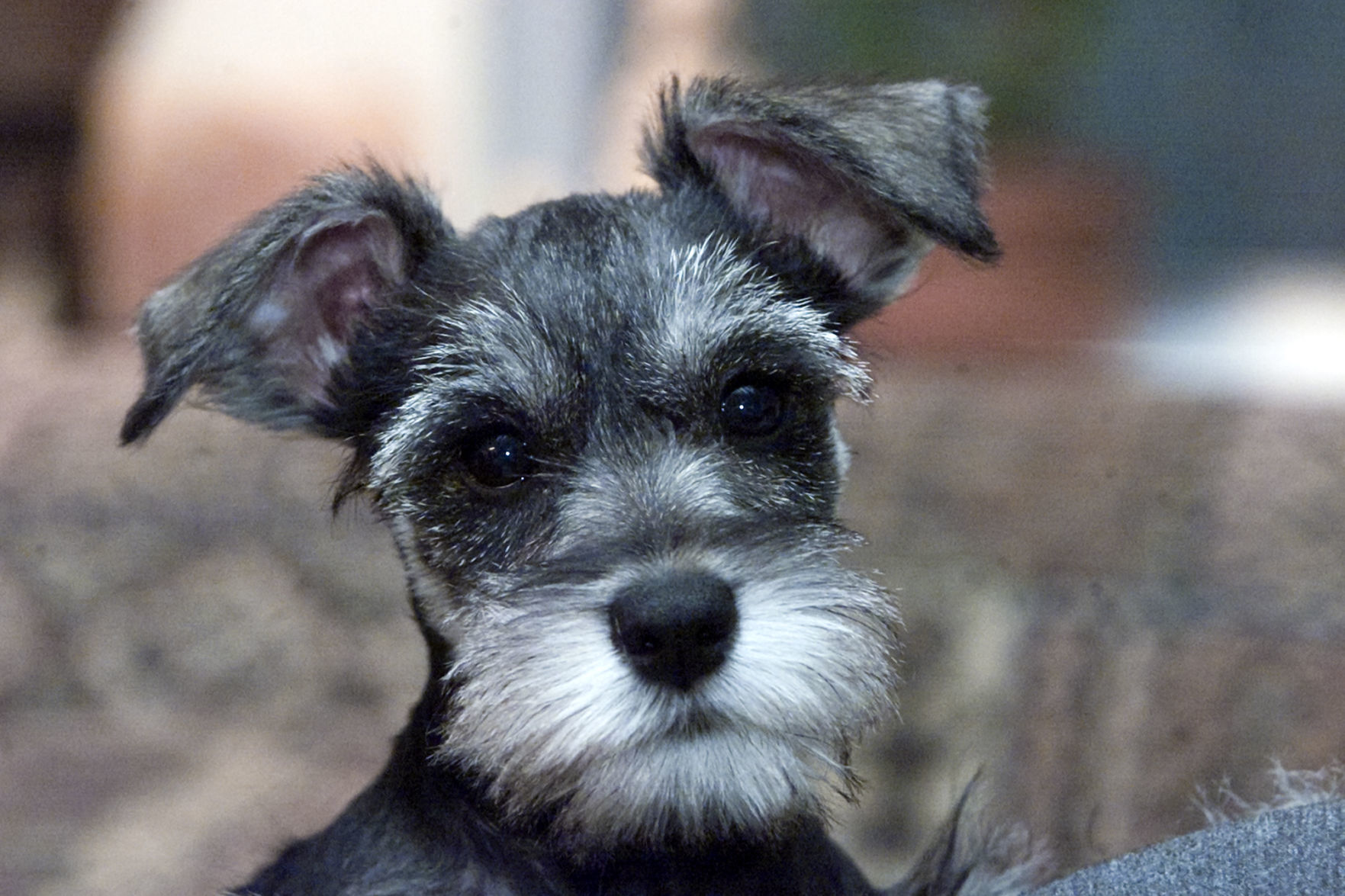 Miniature Schnauzer